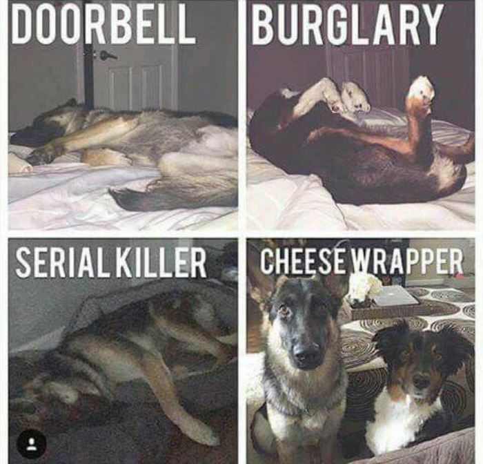 You Animal   GIFDUMP   73