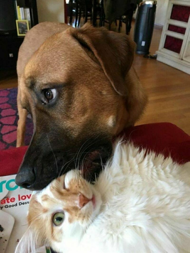 You Animal   GIFDUMP   74