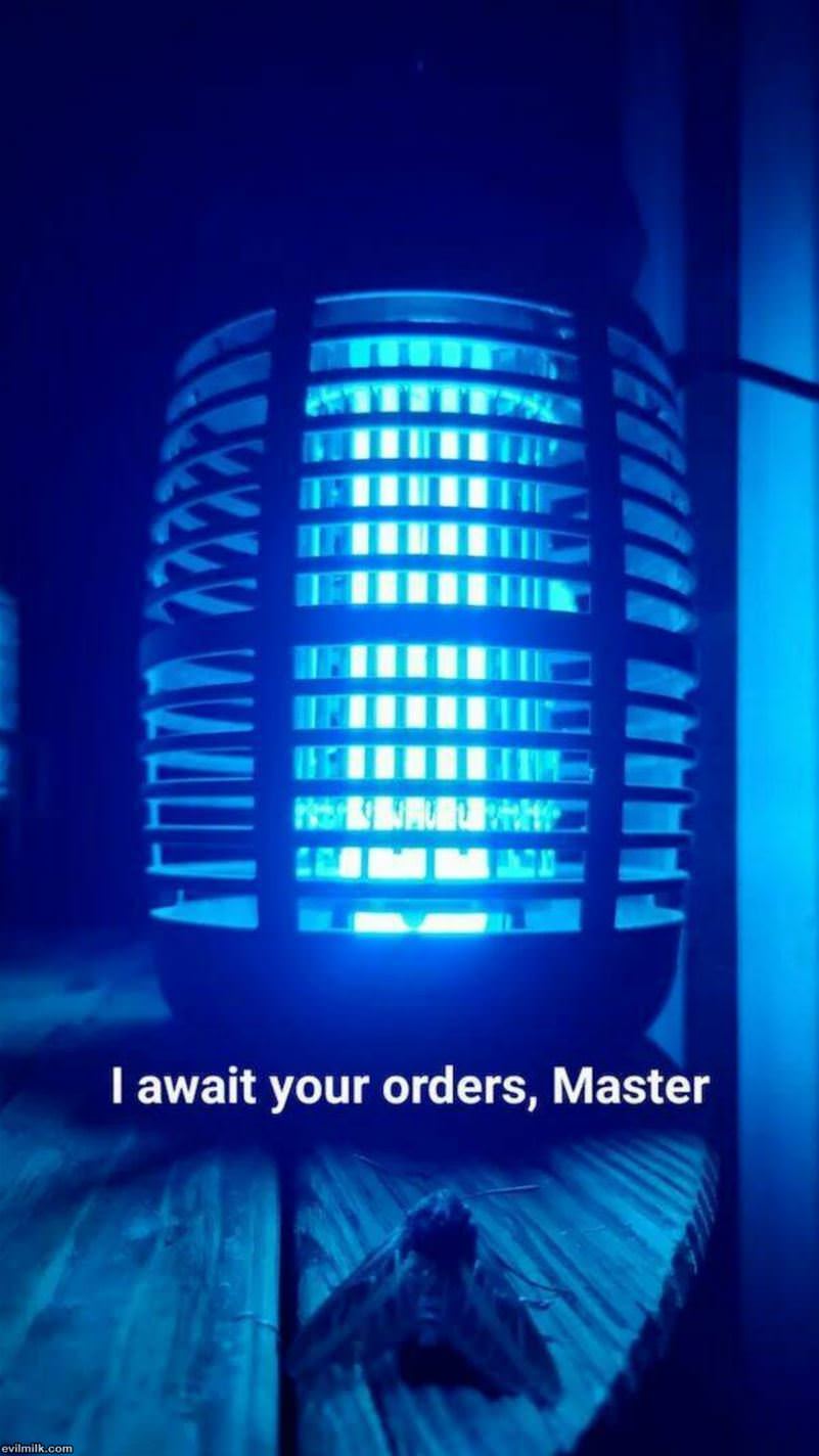 Your Orders