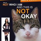 A Cat Not A Costume