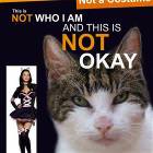 A Cat Not A Costume
