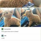 A Cat Or A Sheep