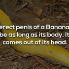 A Fact 28