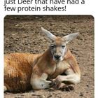 A Few Shakes