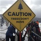 A Little Fact About Trees