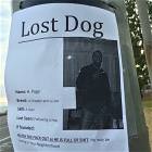 A Lost Dog