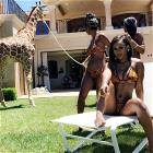 A Pet Giraffe