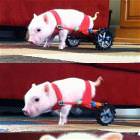 A Piglet