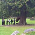 A Special Tree
