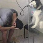 A Therapy Dog
