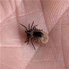 A Tick On A Tick