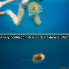A Very Confused Fish