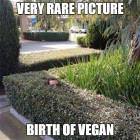 A Very Rare Picture