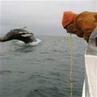 A Whale
