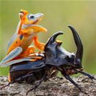 A Wild Ride