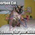 Abortion Cat