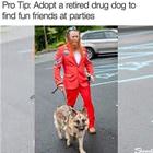 Adopt A Dog