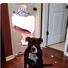 Adopting A Dog