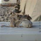 Afghanistan Mice