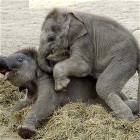 Aggresive Elephant