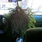 Air Freshener
