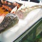 Alegator