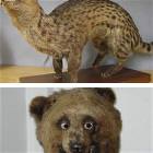 Amazing Taxidermy
