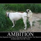 Ambition