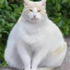 American Cat