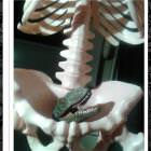 Anatomical Representation