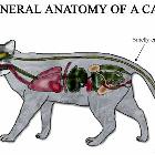 Anatomy Of A Cat