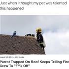 And I Thought My Dog Was Smart
