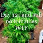 And Still No Tomatoes