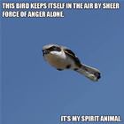 Angry Bird