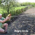 Angry Birds