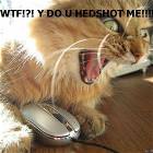 Angry Cat