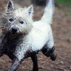 Animals Making A Mess 2