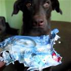 Animals Making A Mess Picdump