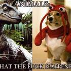 Animals