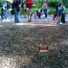 Ant Battle