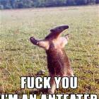 Ant Eater
