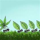 Ants