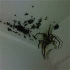 Arachnophobia