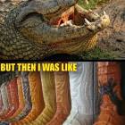 At First Gator