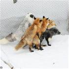 At The Gang Bang