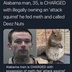 Attack Squirrel