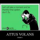 Attus Volans