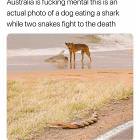 Australia Is Mental