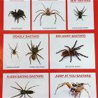 Australian Spider  Chart