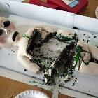 Autopsy Cake